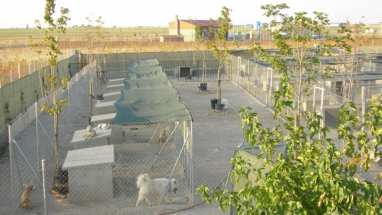 Residencia Canina Sultan – residencia canina en Albacete