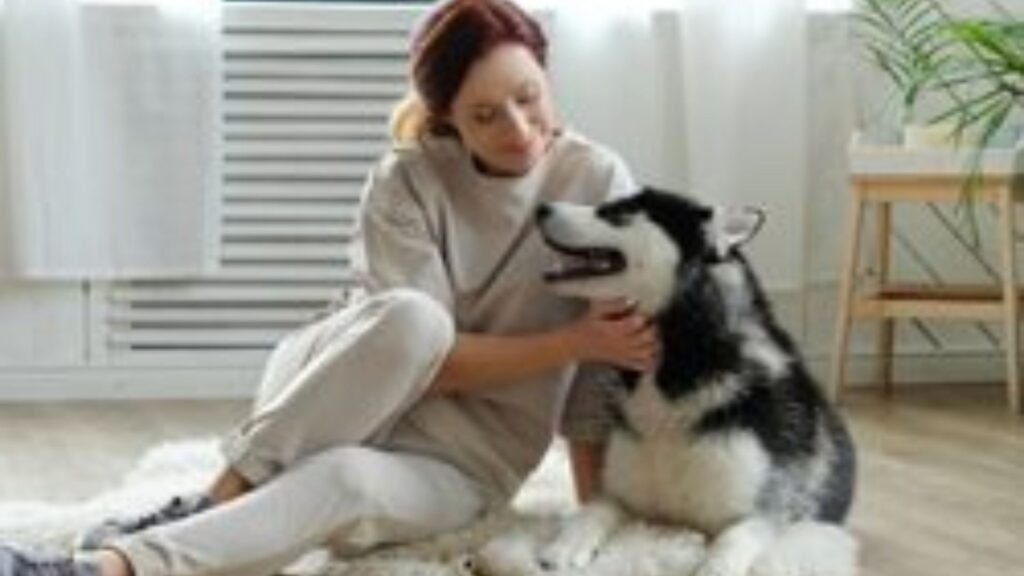 guardería canina divertidogs