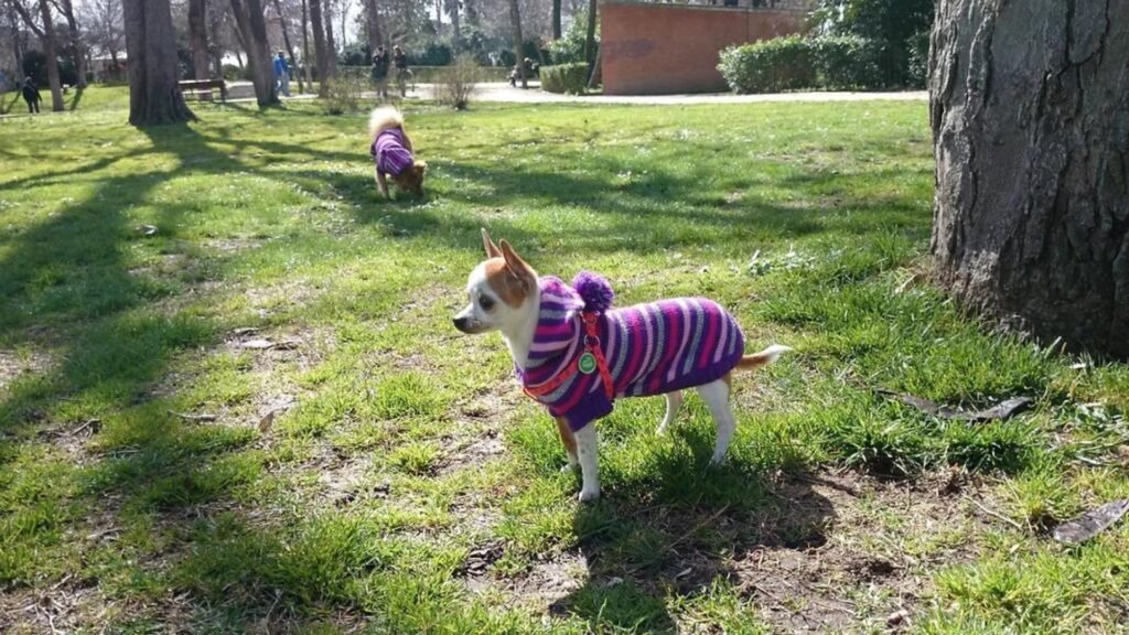 hotel canino elis puppy