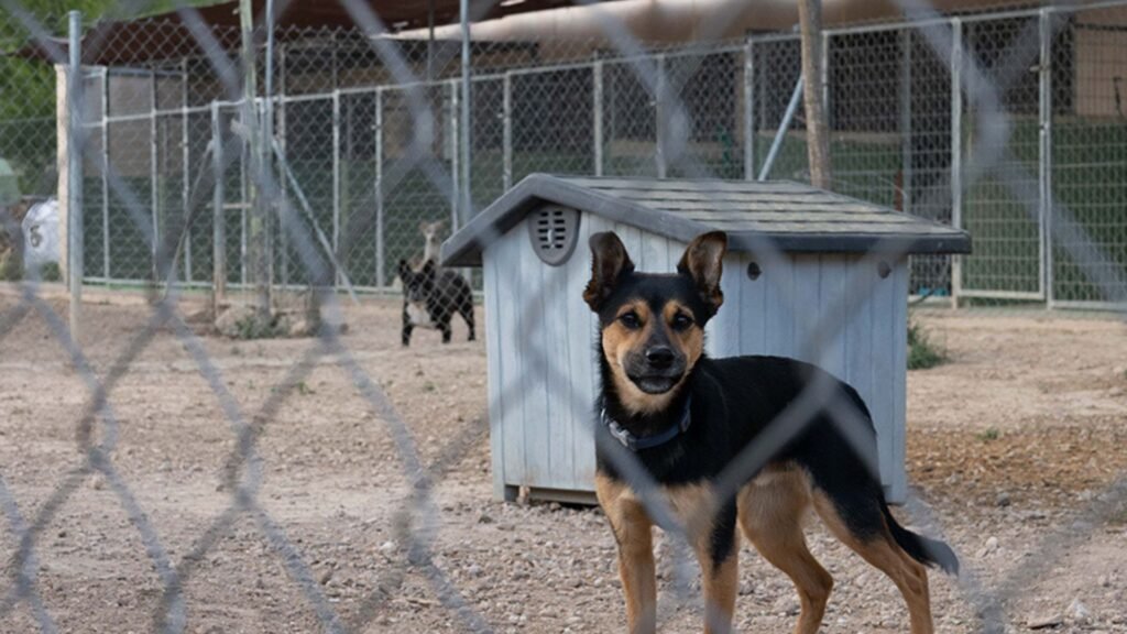 residencia de mascotas can cun