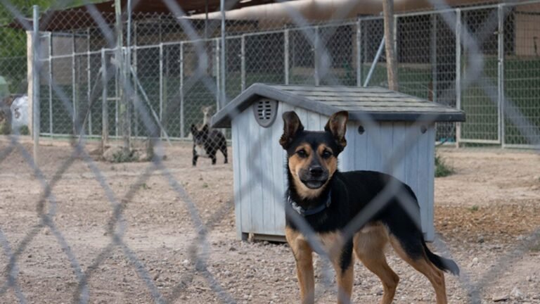 Residencia de Mascotas Can Cun – residencia canina en Alicante