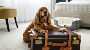 residencia canina new caraby