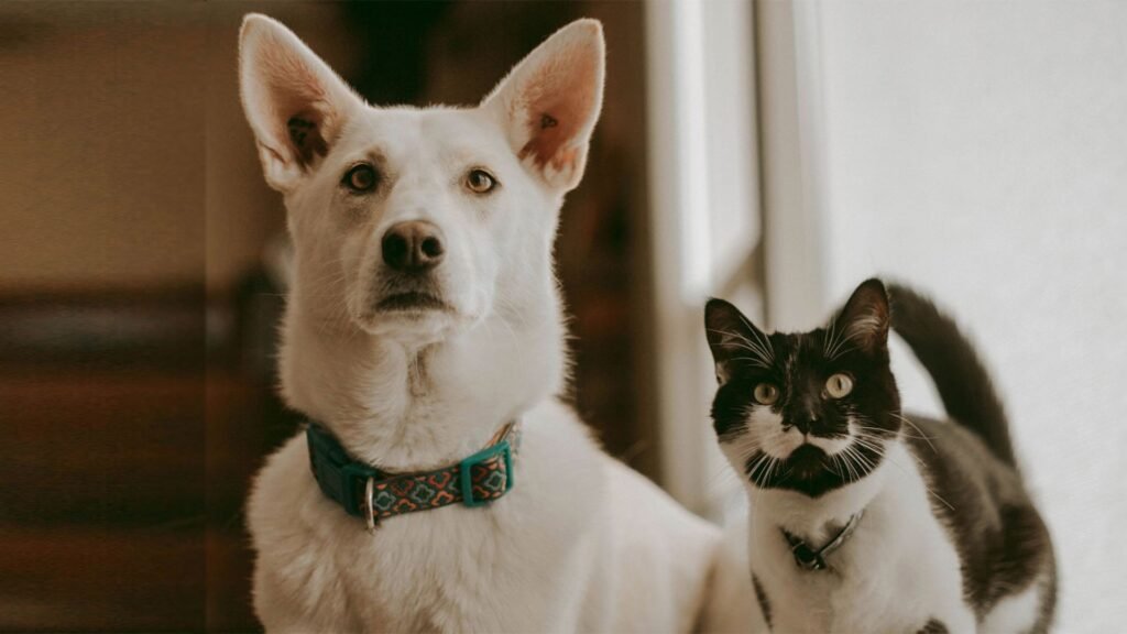 residencia canina llanos de rosa