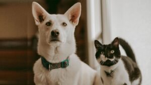 residencia canina llanos de rosa