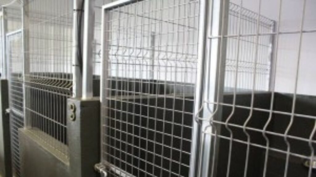 hotel canino canbo kennel