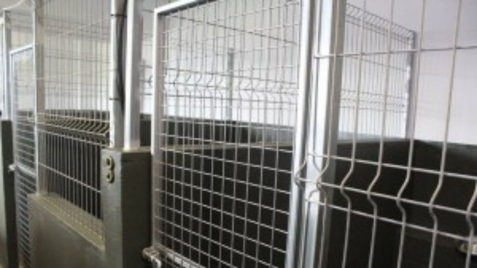 hotel canino canbo kennel