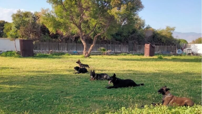 Residencia Canina Las Palomas – residencia canina en Almería