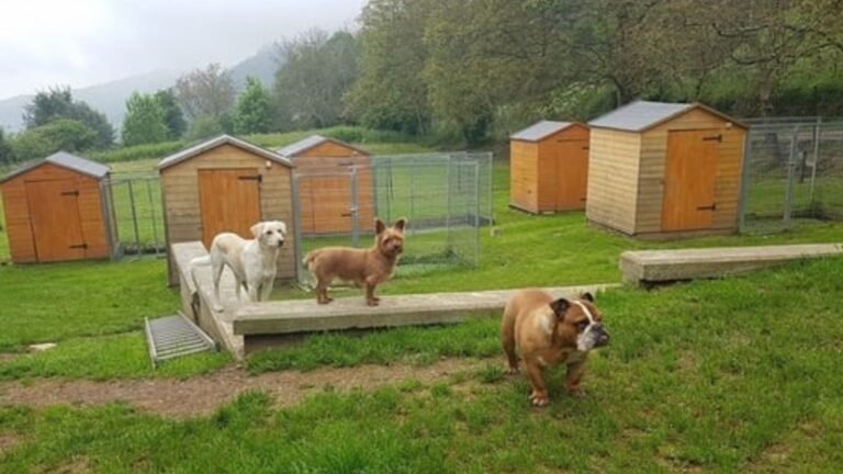 Centro Canino Canbulls – residencia canina en Asturias
