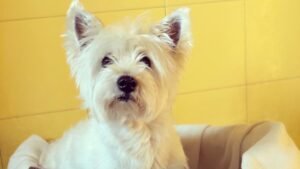 hotel canino can jané