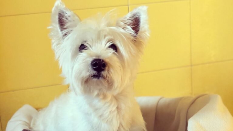 Hotel Canino Can Jané – residencia canina en Barcelona