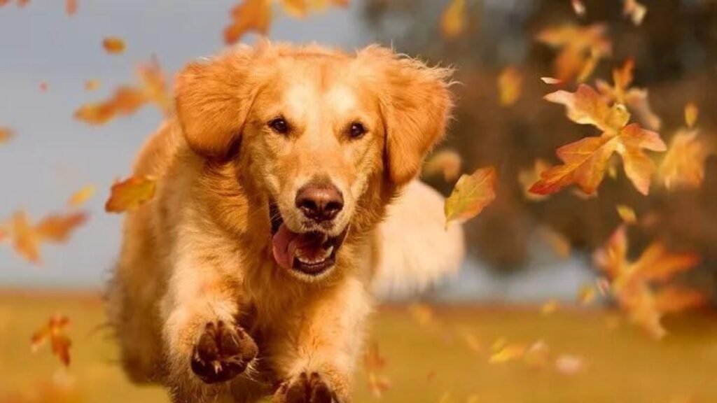 residencia canina dirty & happy