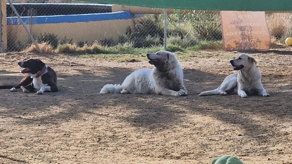 resort canino party dogs