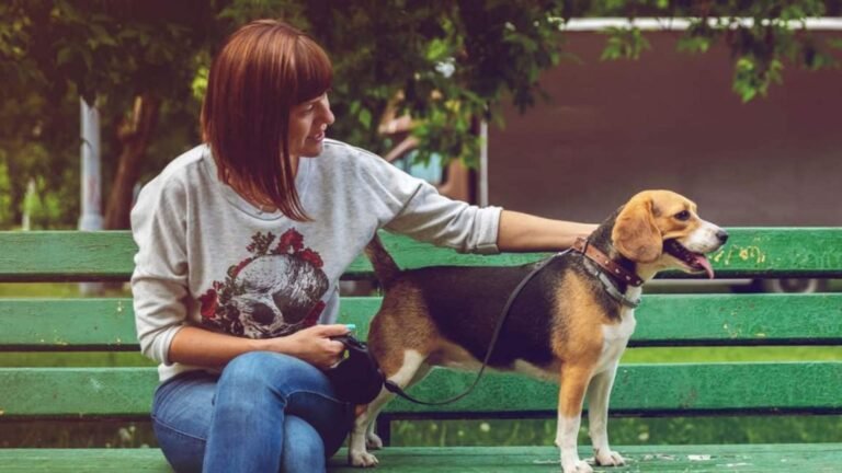 Residencia para Mascotas Animal Solución – residencia canina en Madrid