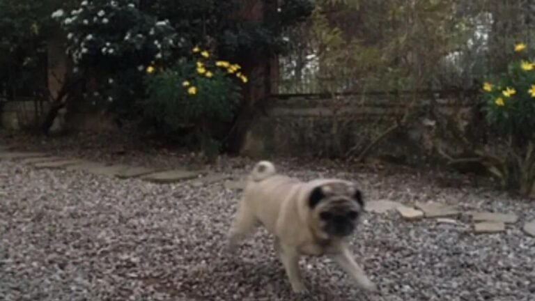 Residencia Canina Fontfreda – residencia canina en Barcelona