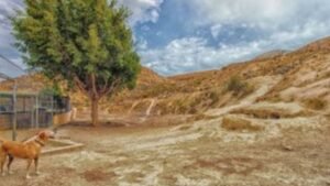 hotel para perros mojacar