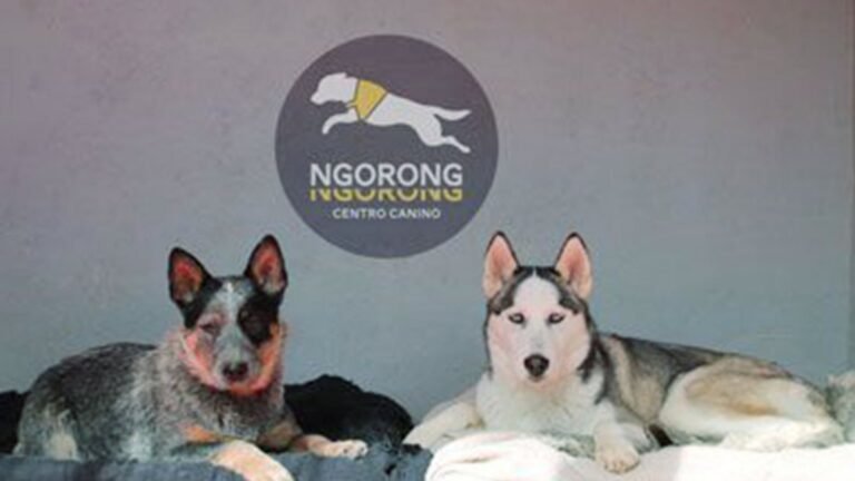 Centro Canino Ngorong Ngorong – residencia canina en Alicante