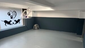 guardería canina perro feliz