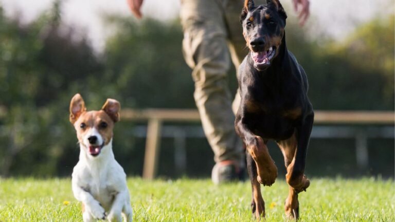 Hotel para Perros CanHotel – residencia canina en Madrid