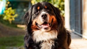 residencia canina conductan