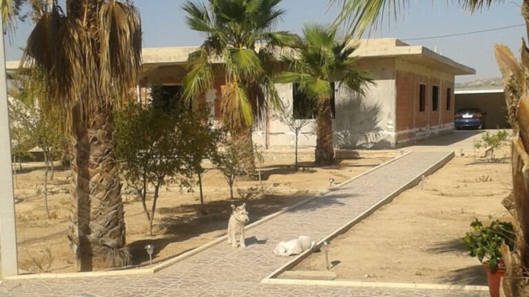 Hospedaje Canino Hocikyto – residencia canina en Alicante