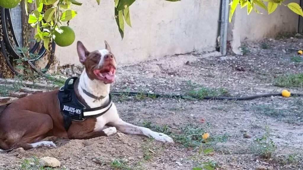 residencia canina pet pals