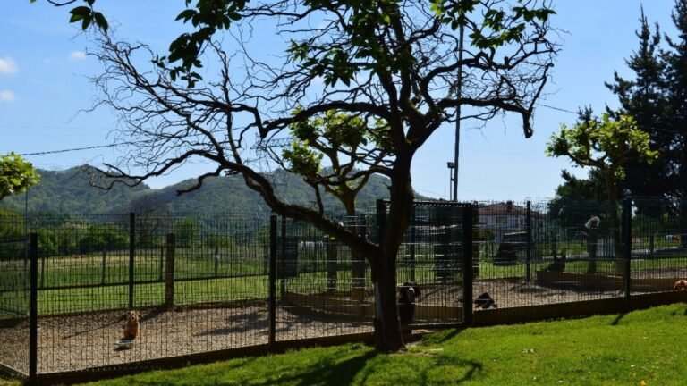 Centro Canino El Xelán – residencia canina en Asturias