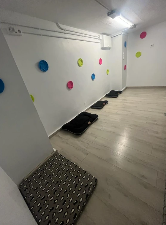 guardería canina perro feliz