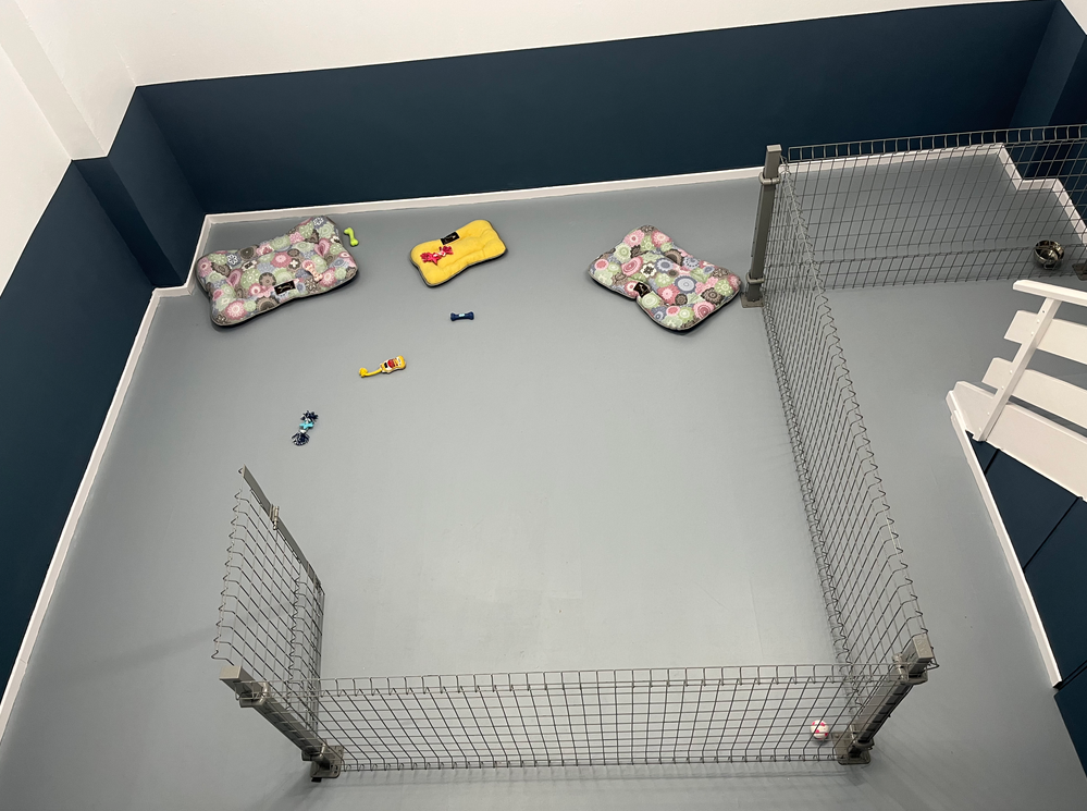 guardería canina perro feliz