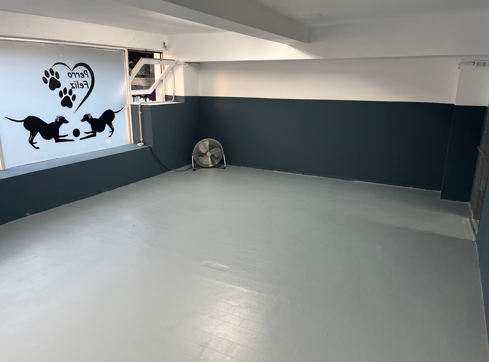 guardería canina perro feliz