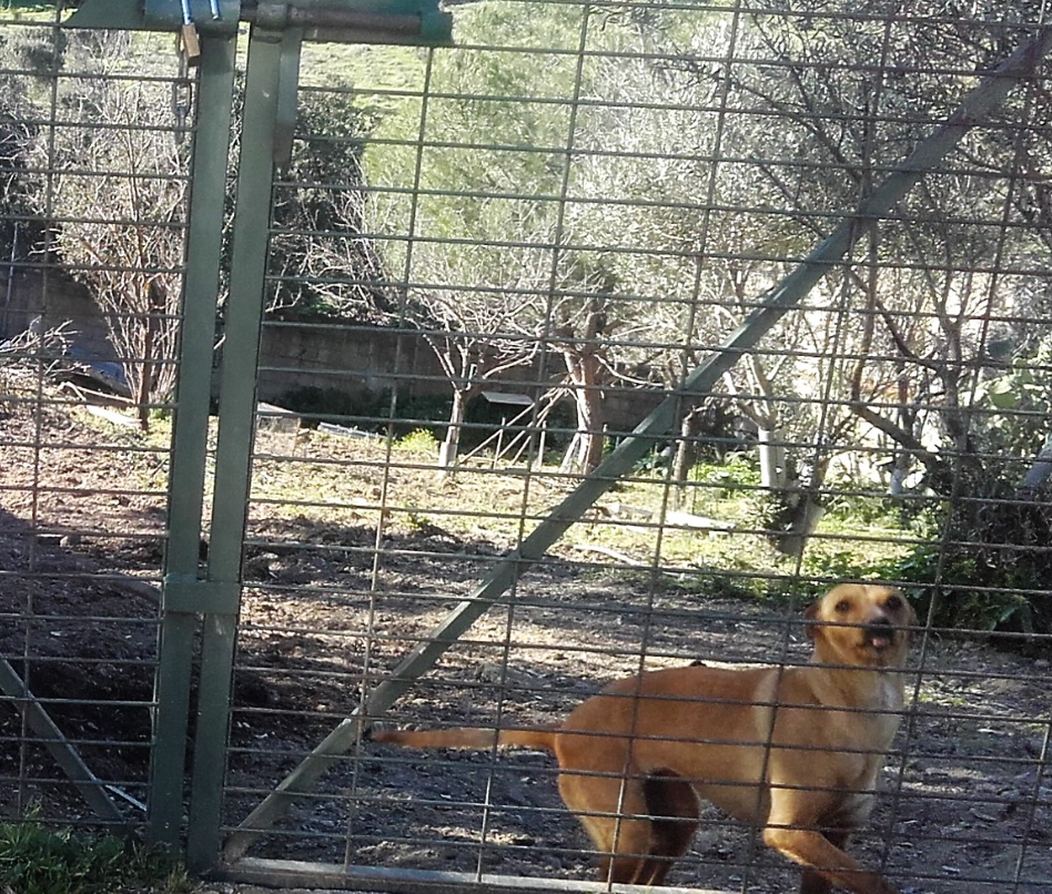 residencia canina el poligono