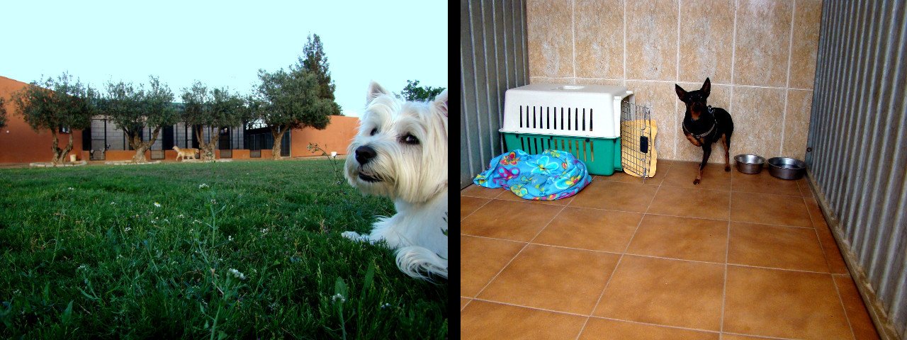 residencia canina cliveal