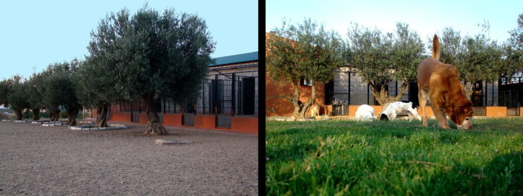 residencia canina cliveal