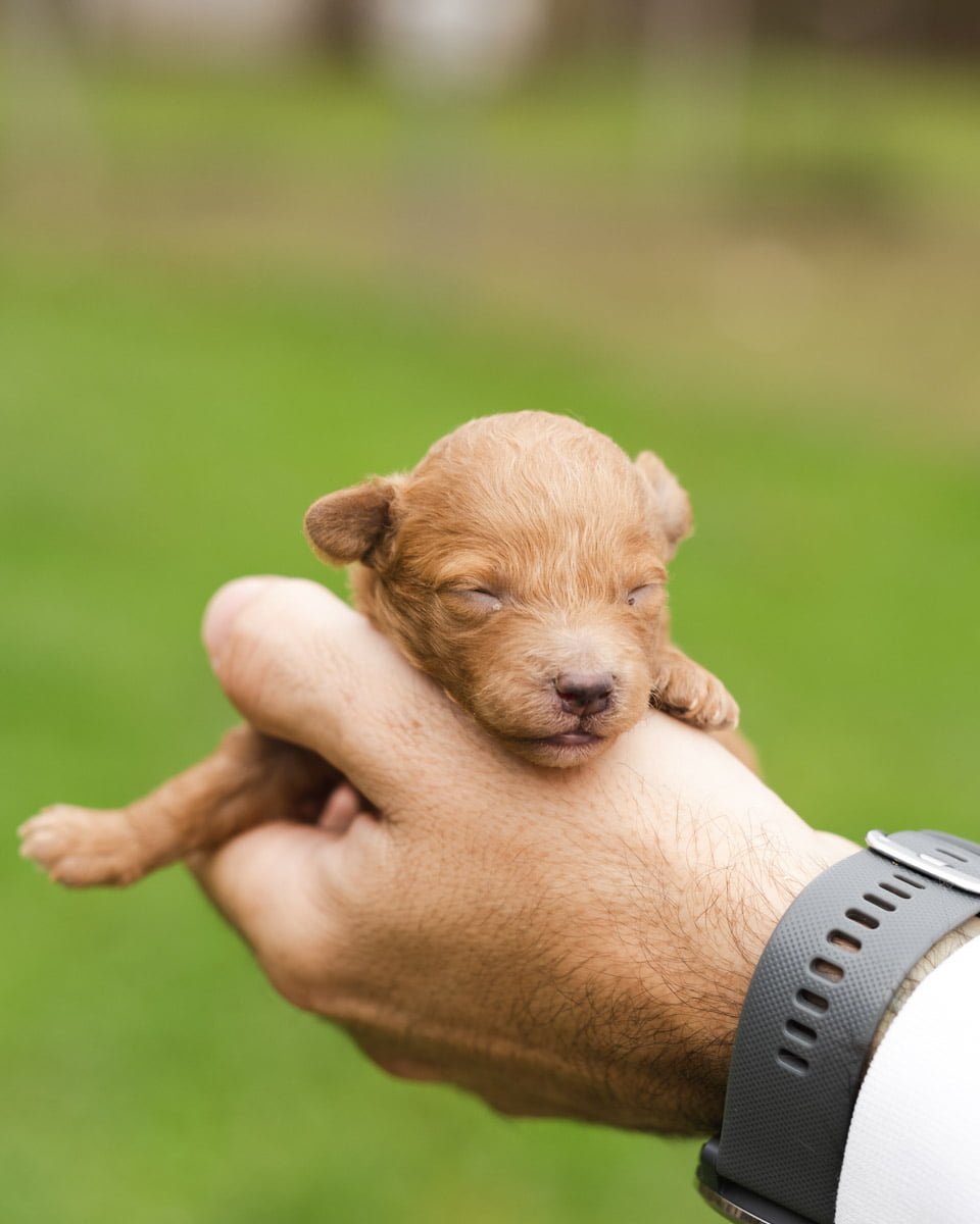 hotel canino las almenas
