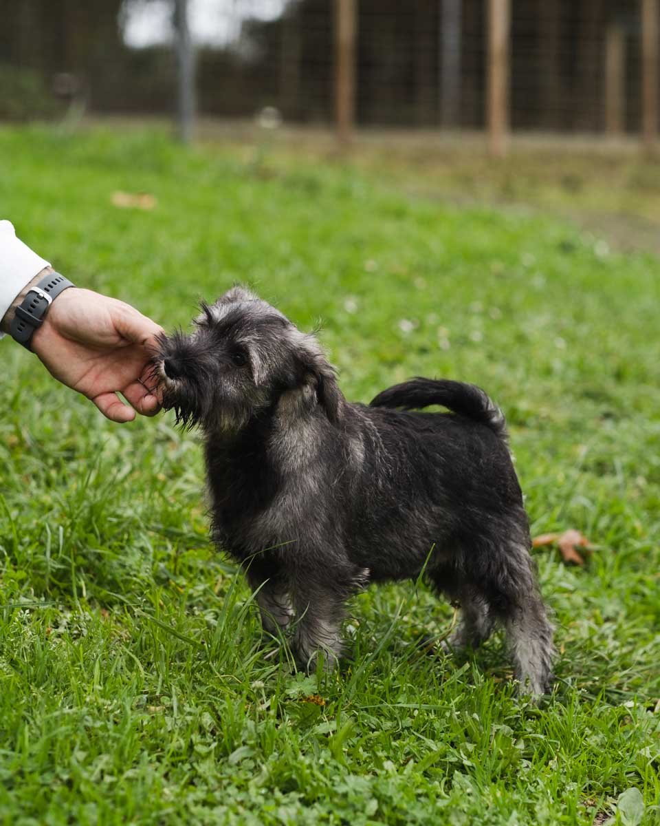 hotel canino las almenas