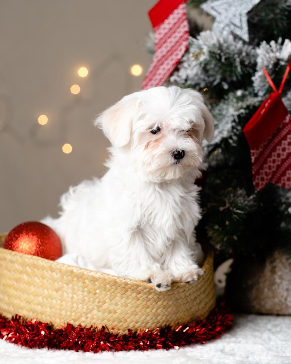 hotel canino las almenas