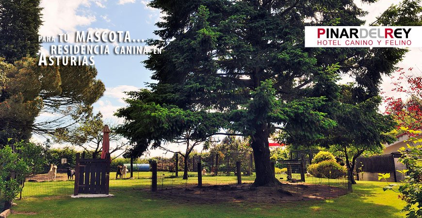 residencia canina el pinar del rey