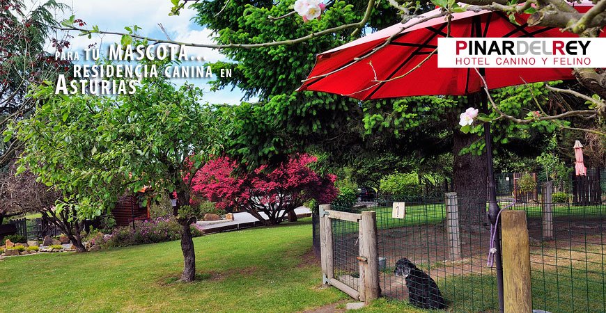 residencia canina el pinar del rey