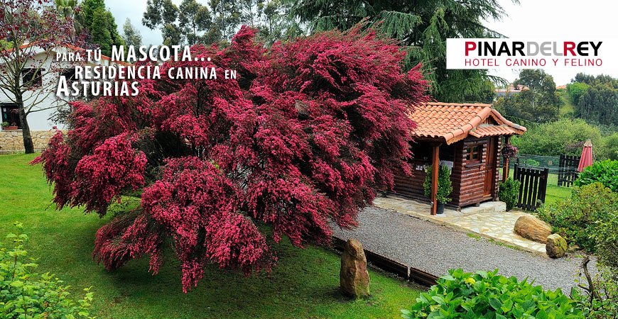 residencia canina el pinar del rey