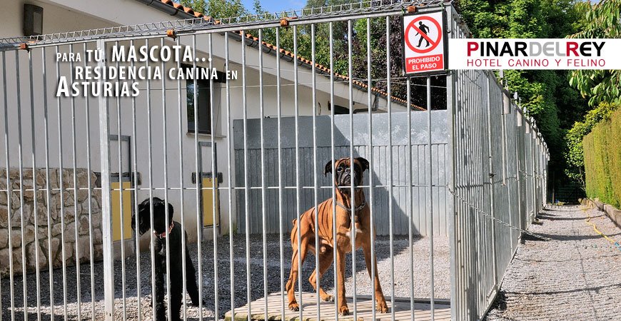 residencia canina el pinar del rey