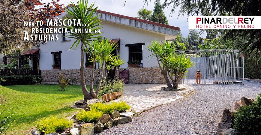 residencia canina el pinar del rey