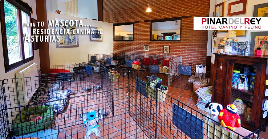 residencia canina el pinar del rey