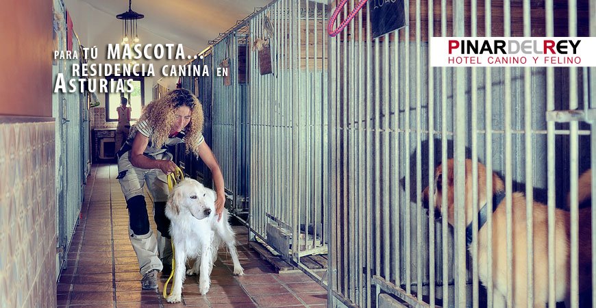 residencia canina el pinar del rey