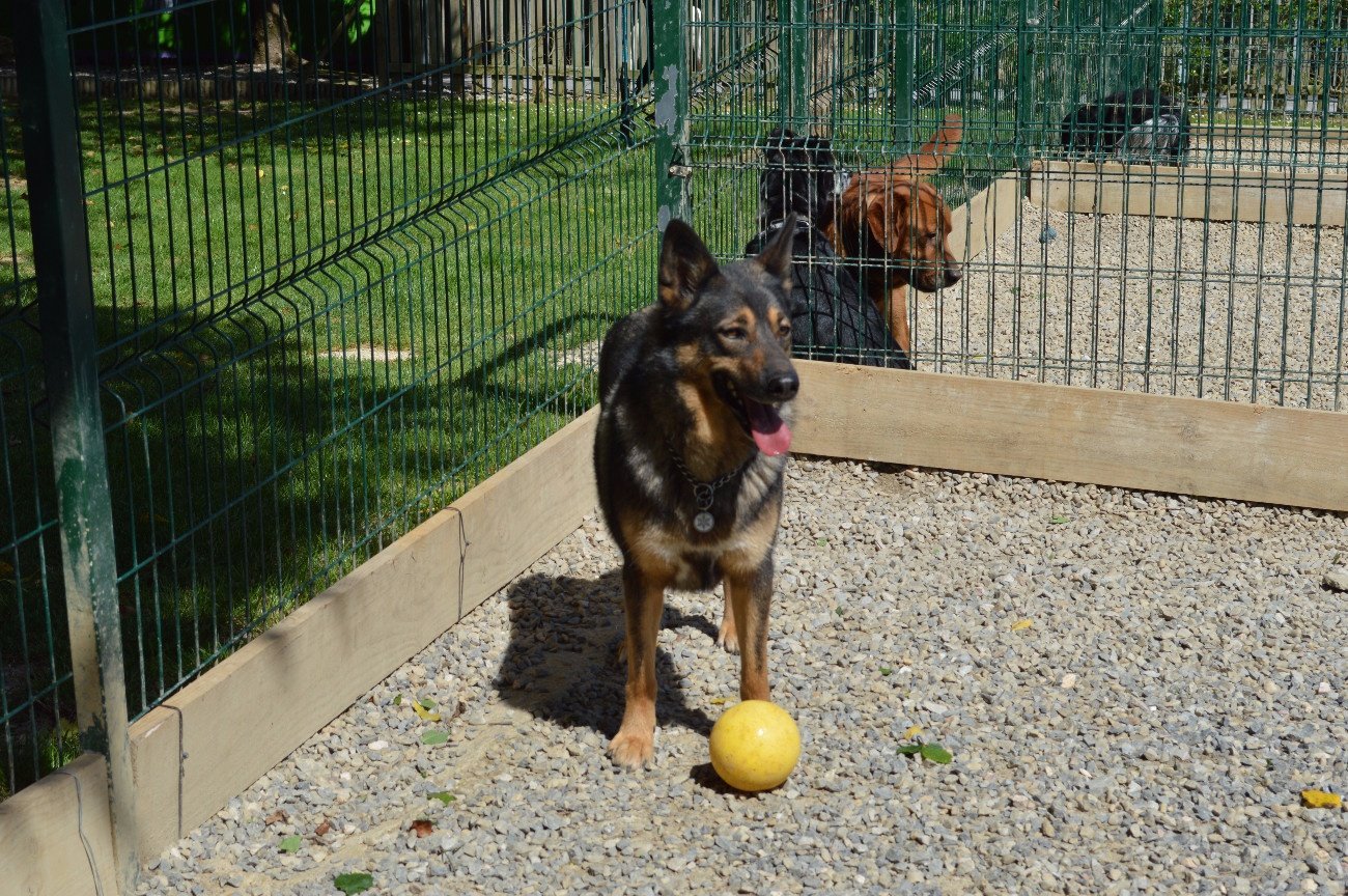 residencia canina el xelán