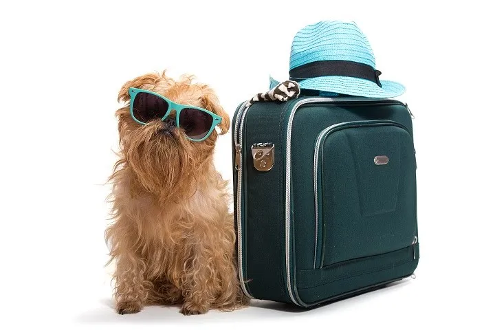 residencia canina dirty & happy