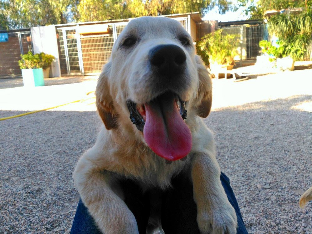 centro canino seguracan