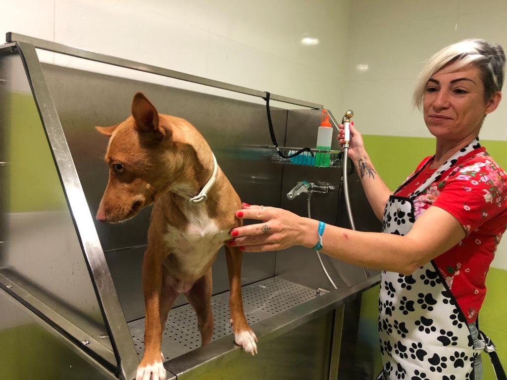 guardería canina mami dogguies