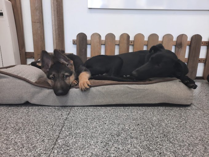 residencia para mascotas animal solución