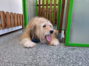 residencia para mascotas animal solución