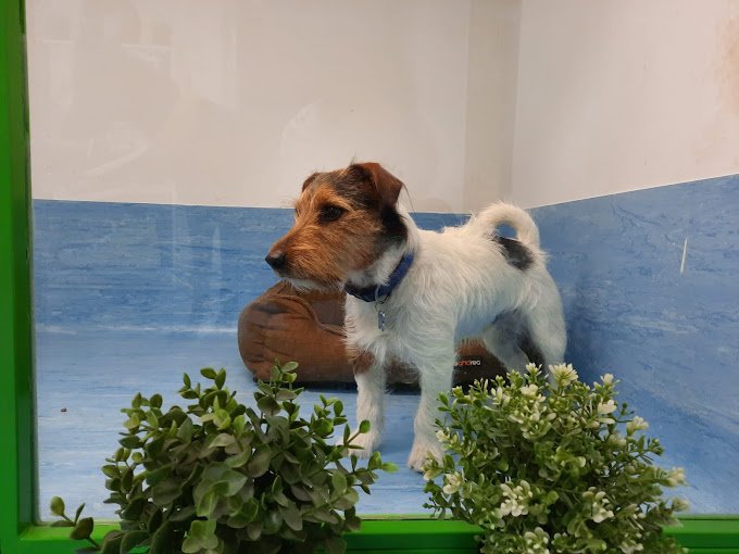 residencia para mascotas animal solución