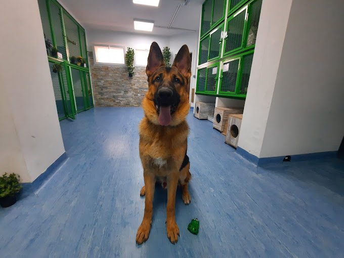 residencia para mascotas animal solución